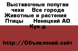 Выставочные попугаи чехи  - Все города Животные и растения » Птицы   . Ненецкий АО,Куя д.